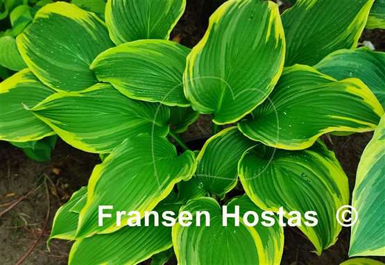 Hosta Paradise Backstage